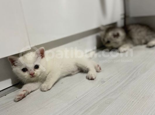 Kendi Kedimin Yavruları Geleni Üzmem görsel