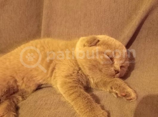 Babalık Hakkımız Çok Tatlı görsel
