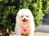 Safkan Pomeranian Yavrular