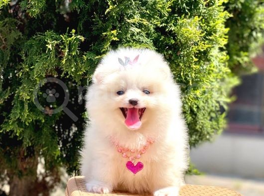 Safkan Pomeranian Yavrular görsel