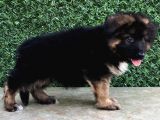 Irkin En İyi̇si̇ni̇ Arayanlara Dünya Şampi̇yonlari Soyu