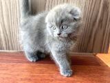 Scottish Fold Erkek