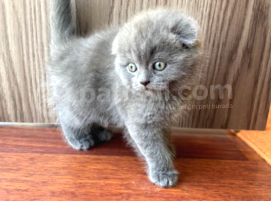 Scottish Fold Erkek görsel