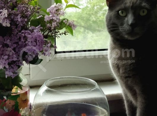 British Shorthair görsel