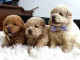 Pofuduk Chow Chow Yavrularımız