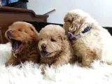 Pofuduk Chow Chow Yavrularımız