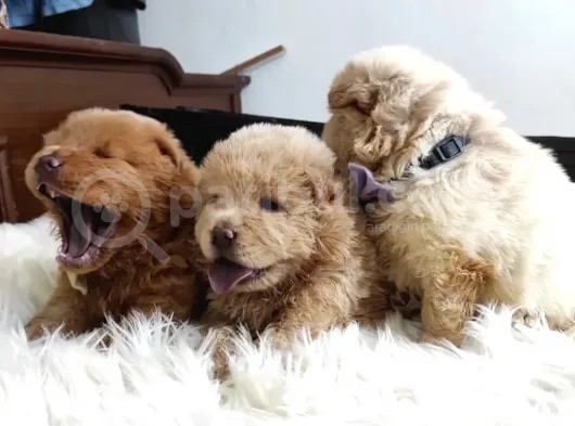 Pofuduk Chow Chow Yavrularımız görsel