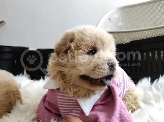 Pofuduk Chow Chow Yavrularımız görsel