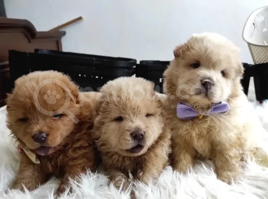 Pofuduk Chow Chow Yavrularımız görsel
