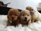 Pofuduk Chow Chow Yavrularımız