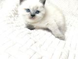 Safkan British Shortair Blue Point Erkekler