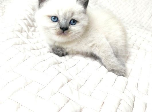 Safkan British Shortair Blue Point Erkekler