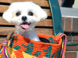 A Kalite Mikrocipli Maltese Terrier Yavruları