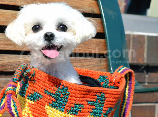 A Kalite Mikrocipli Maltese Terrier Yavruları görsel