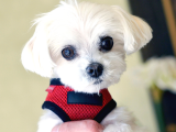 A Kalite Mikrocipli Maltese Terrier Yavruları