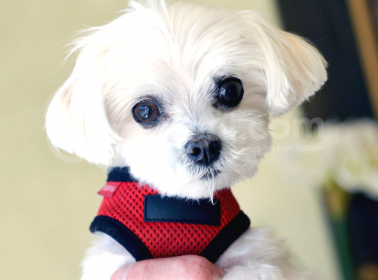 A Kalite Mikrocipli Maltese Terrier Yavruları