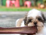 Secereli Shih Tzu Yavruları