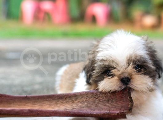 Secereli Shih Tzu Yavruları görsel