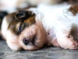 Secereli Shih Tzu Yavruları