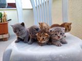 Acil Yeni Yuvalar Aranıyor