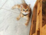 British Golden Bebekler Teslime Hazır
