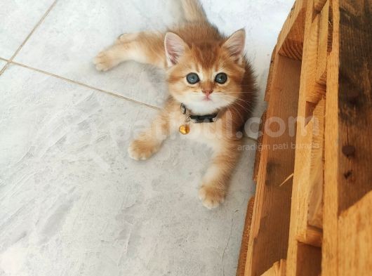 British Golden Bebekler Teslime Hazır