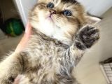 British Tabby Yavrular Teslime Hazır