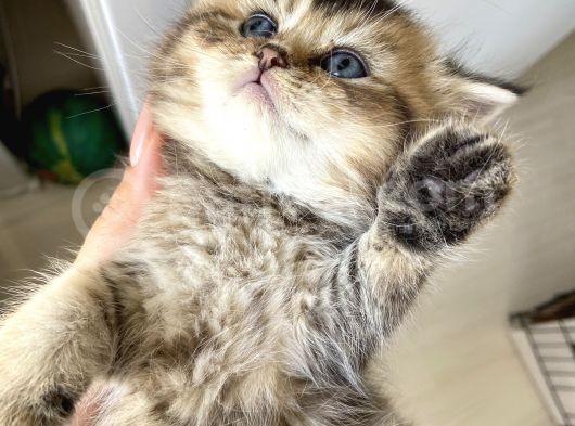 British Tabby Yavrular Teslime Hazır görsel