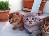 Acil Yeni Yuvalar Aranıyor