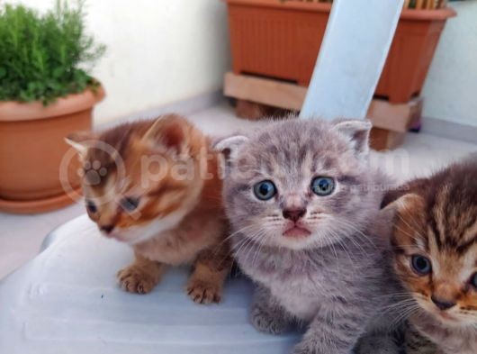 Acil Yeni Yuvalar Aranıyor görsel