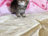 British Tabby Yavrular Teslime Hazır