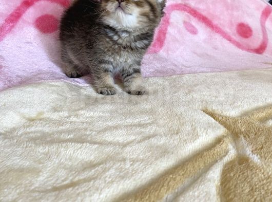 British Tabby Yavrular Teslime Hazır görsel