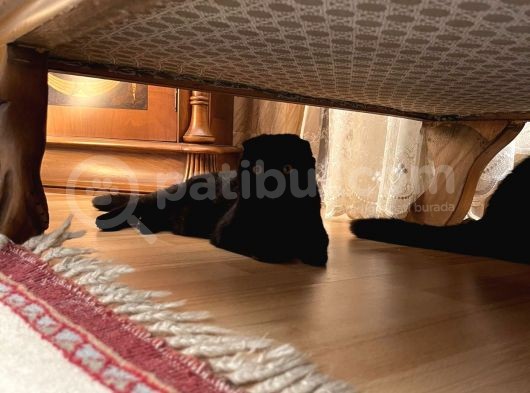 Safkan Scottish Fold Yavrular görsel