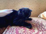 Safkan Scottish Fold Yavrular