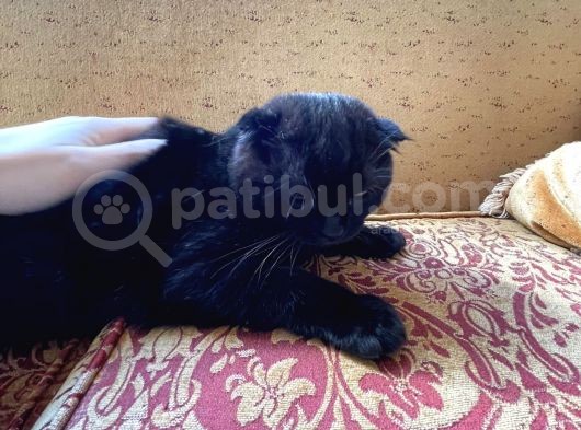 Safkan Scottish Fold Yavrular görsel