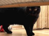 Safkan Scottish Fold Yavrular