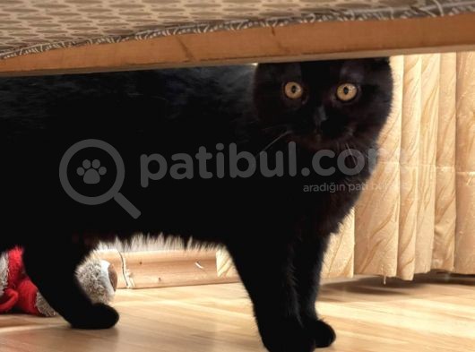Safkan Scottish Fold Yavrular görsel