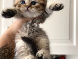 British Tabby Yavrular Teslime Hazır