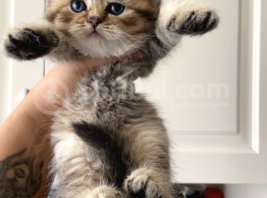 British Tabby Yavrular Teslime Hazır görsel
