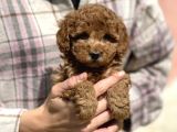 Show Kalite Poodle Yavrular