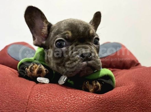 A Kalite French Bulldog görsel