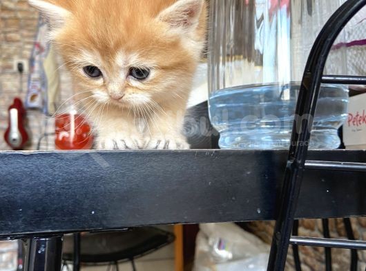 Safkan British Golden Yavrular Yuvalarını Arıyor görsel