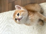 British Golden Bebekler Teslime Hazır