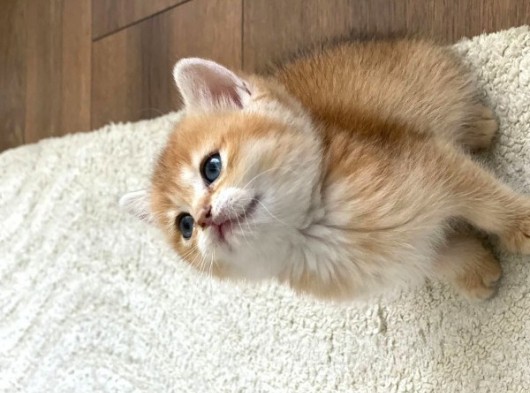 British Golden Bebekler Teslime Hazır görsel
