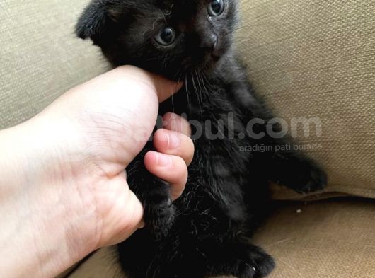 Safkan Scottish Fold Ve British Shorthair Yavrular görsel