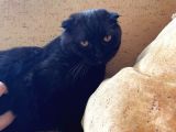 Safkan Scottish Fold Yavrular