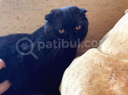 Safkan Scottish Fold Yavrular görsel