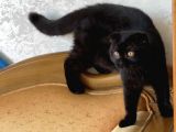 Safkan Scottish Fold Yavrular