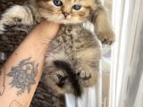 British Tabby Yavrular Teslime Hazır
