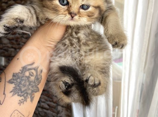 British Tabby Yavrular Teslime Hazır görsel
